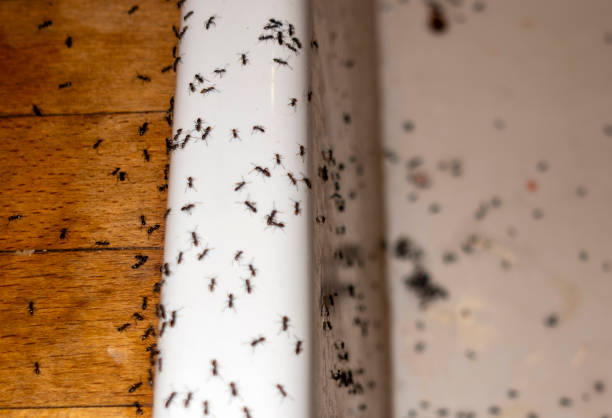 Best Commercial Pest Control Services  in Hubbard, OR